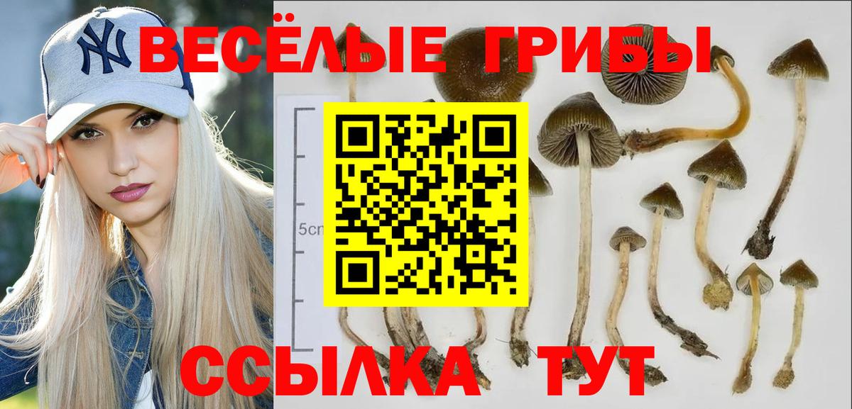 купить   Вход с VPN  Чернушка  Галлюциногенные грибы GOLDEN TEACHER 