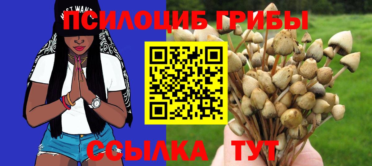 Псилоцибиновые грибы Psilocybe Чернушка